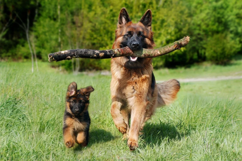 Chiens (père et fils) en train de jouer
